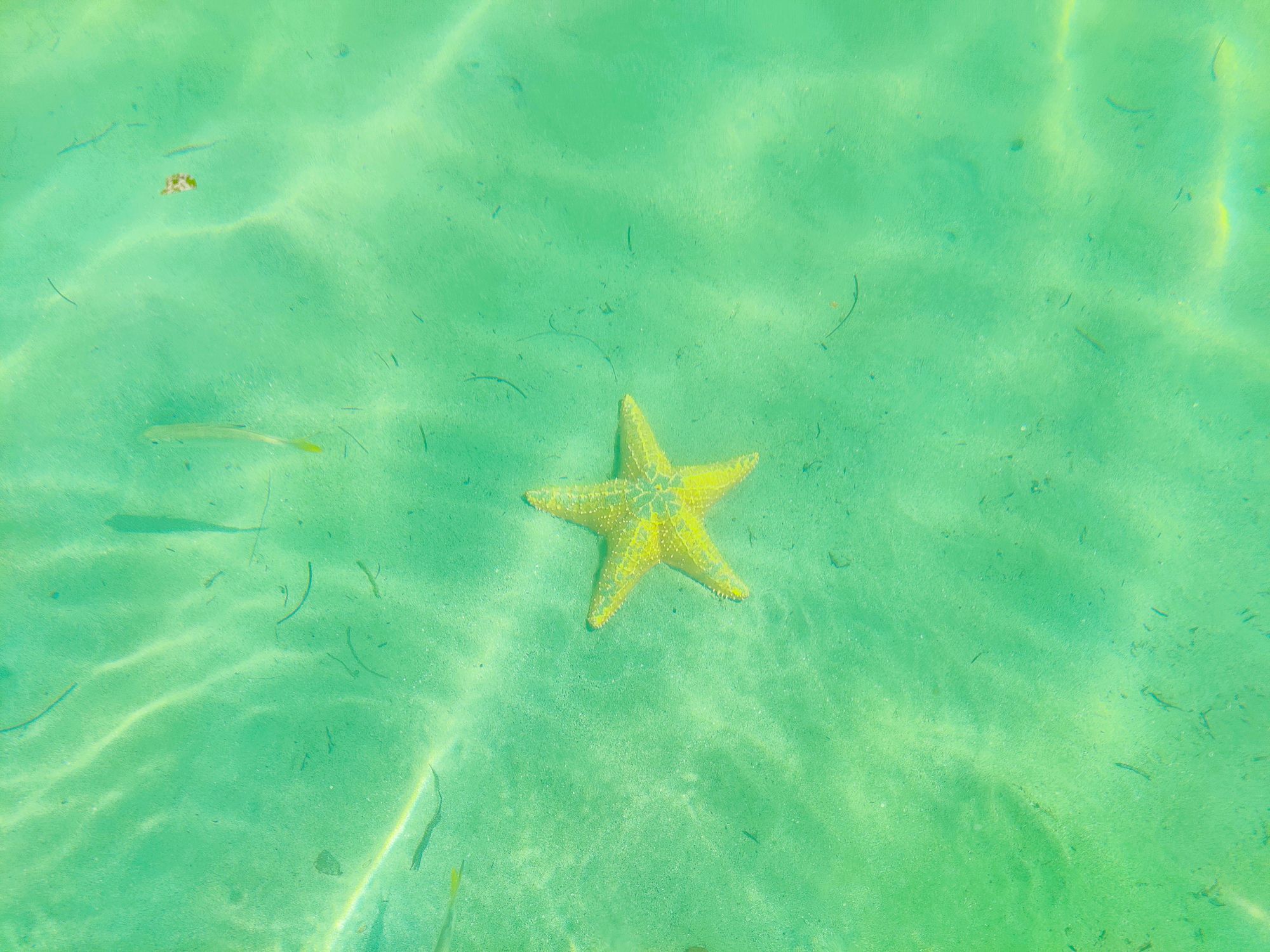 Étoile de mer sous l'eau