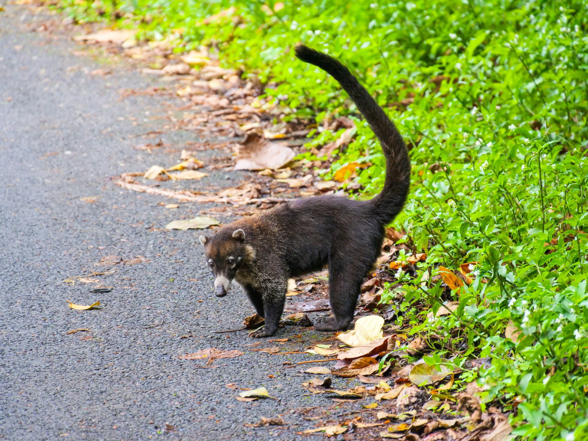 Coati sur la route