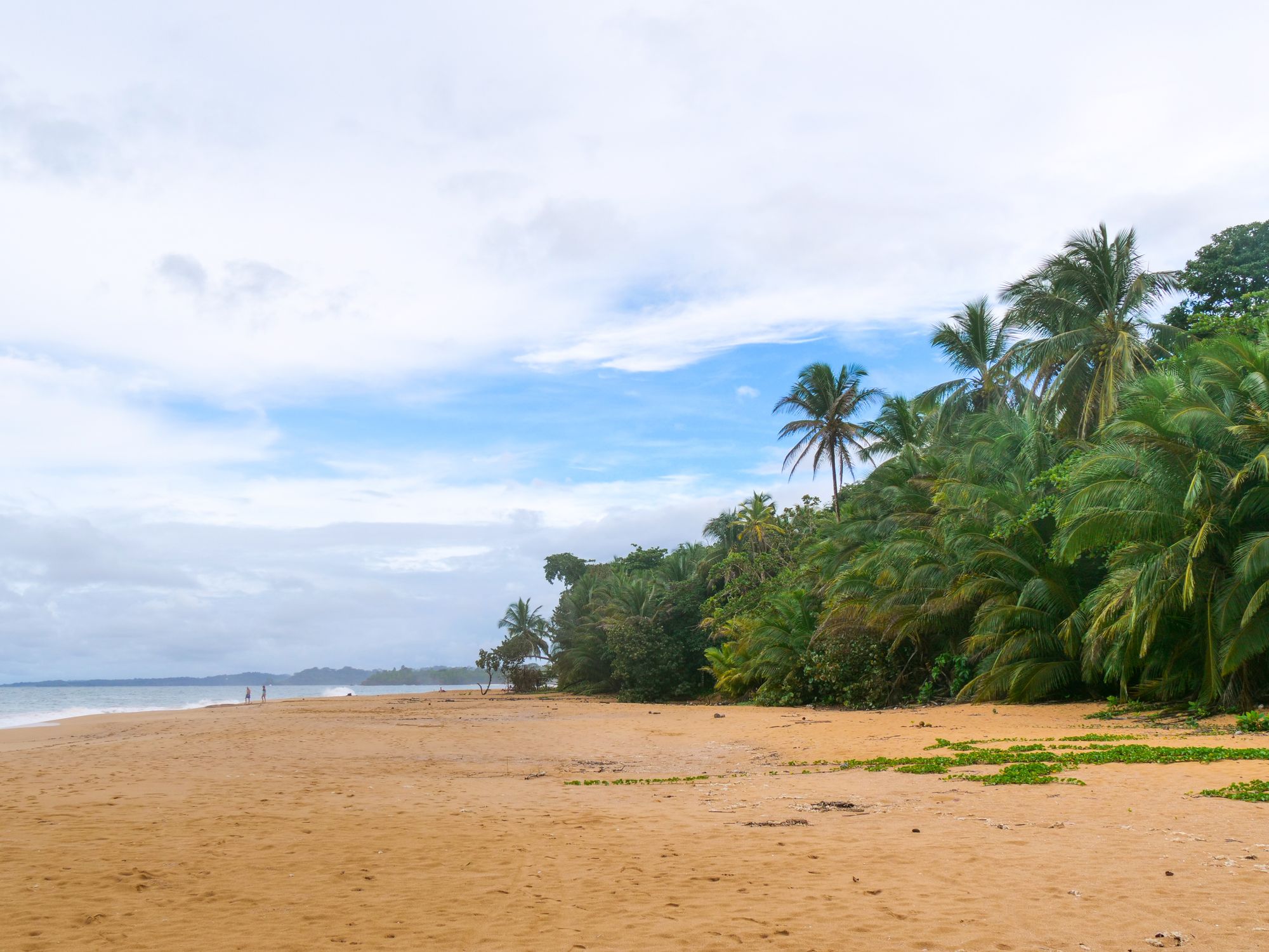 Plage sauvage avec des palmiers