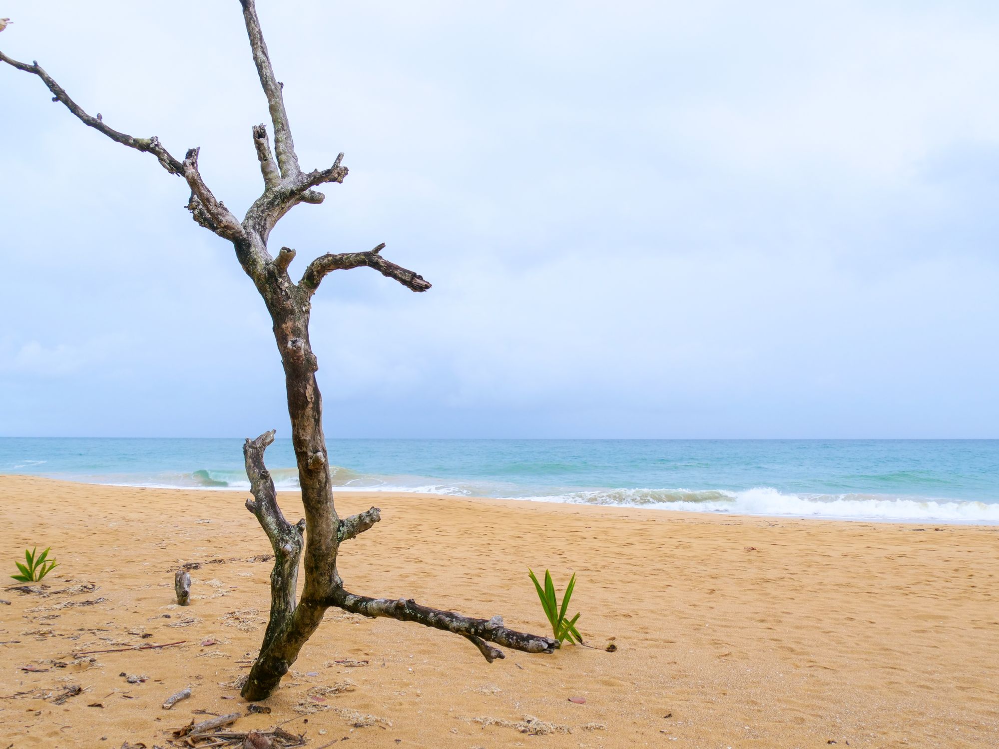 Plage sauvage avec un arbre sans feuilles en premier plan
