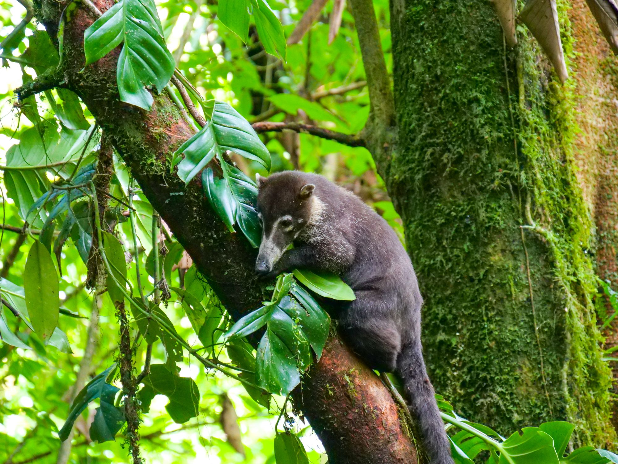 Coati sur un arbre