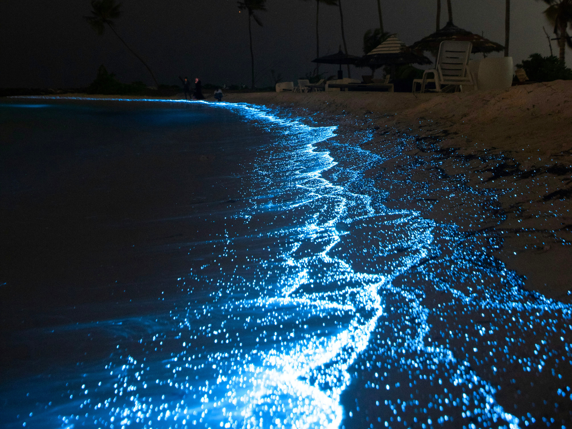 Bioluminescence en bord de plage