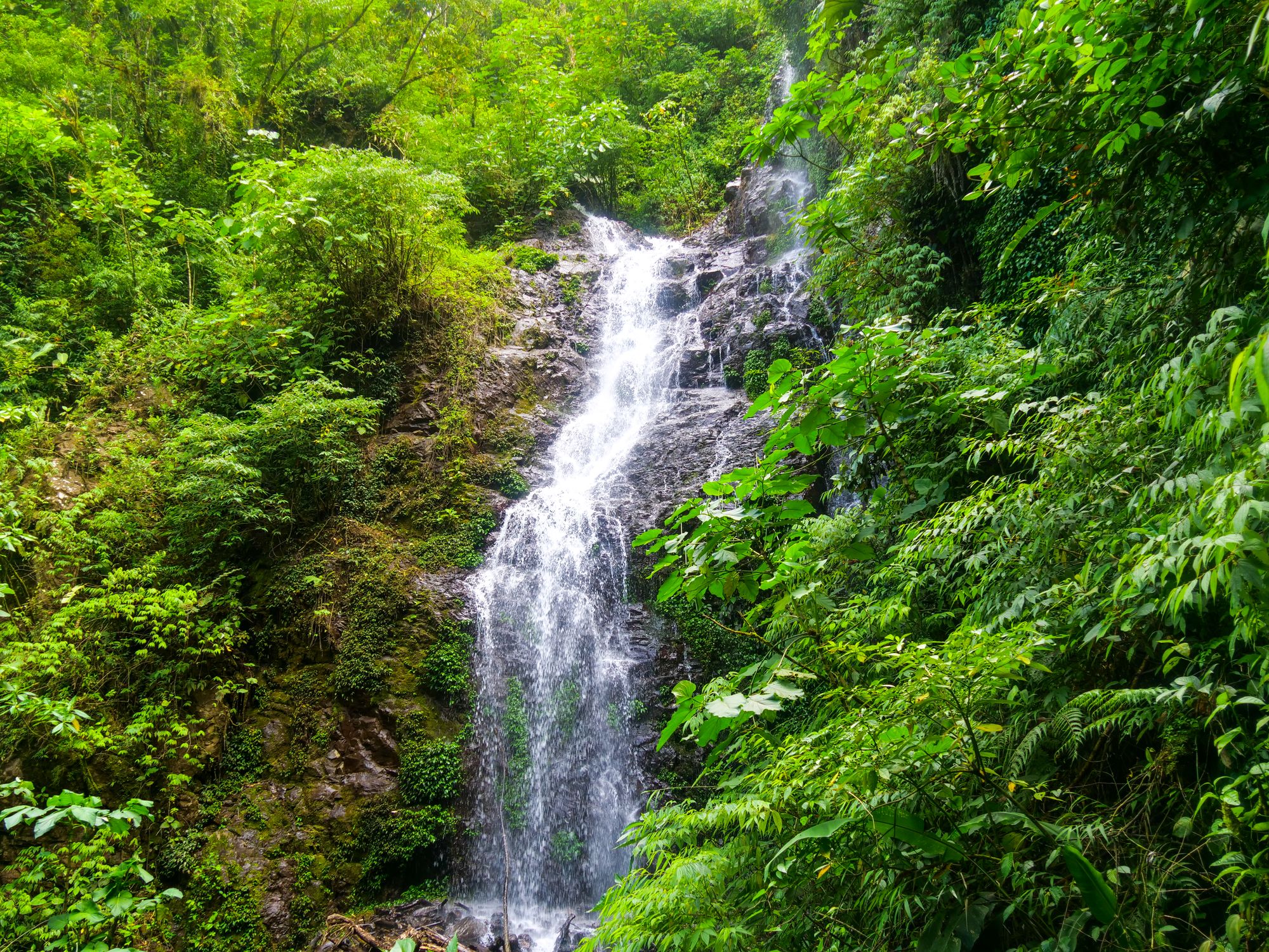 Cascade dans la jungle