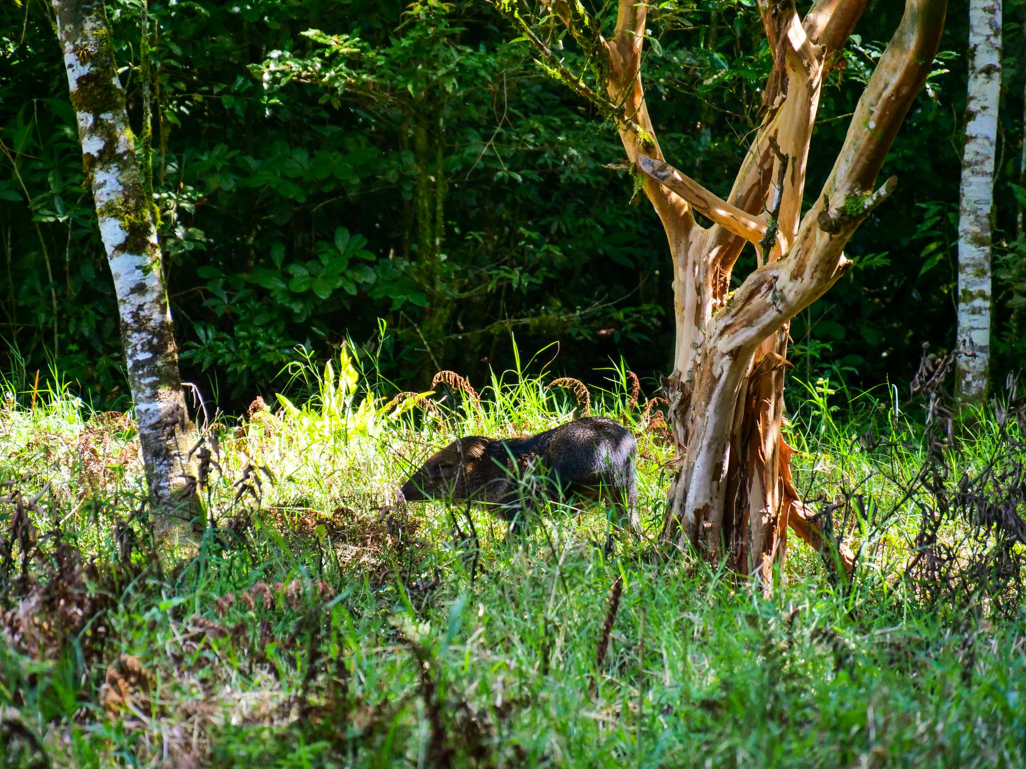 Pécari dans la réserve de Curi Cancha à Monteverde