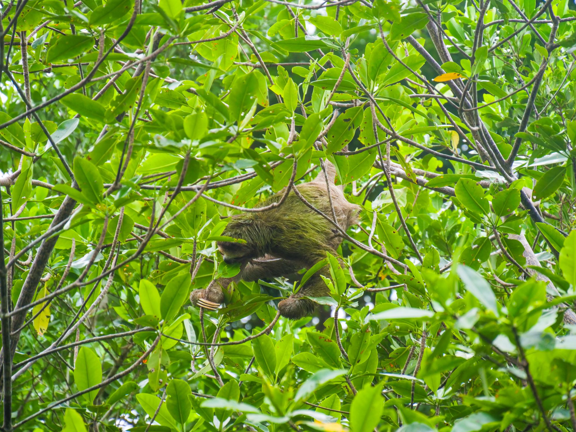 Paresseux à 3 doigts dans les arbres