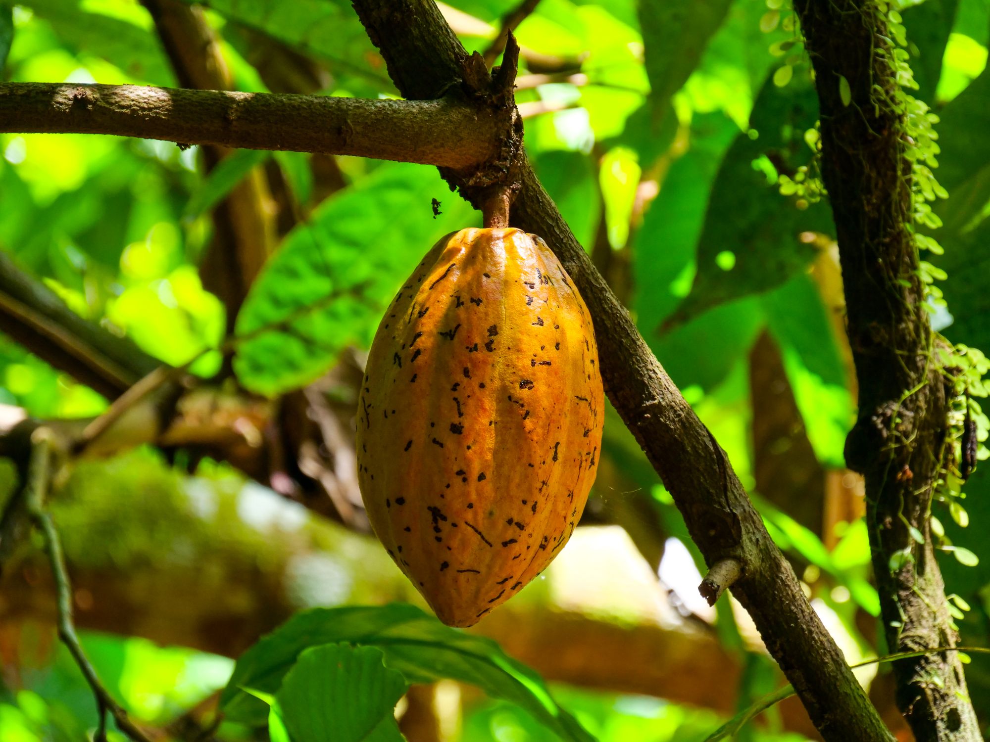 Cacaoyer de près
