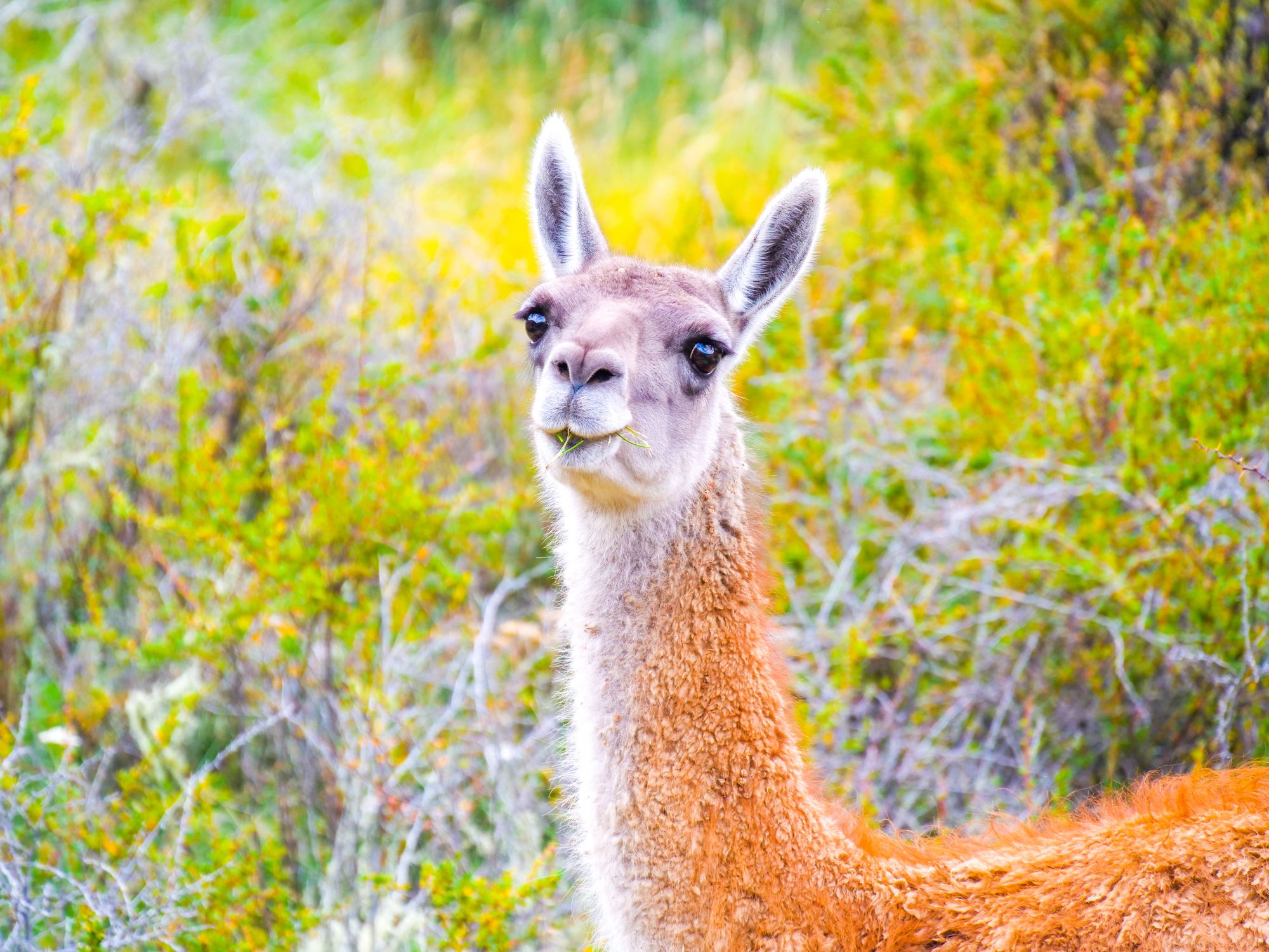 Guanaco sauvage