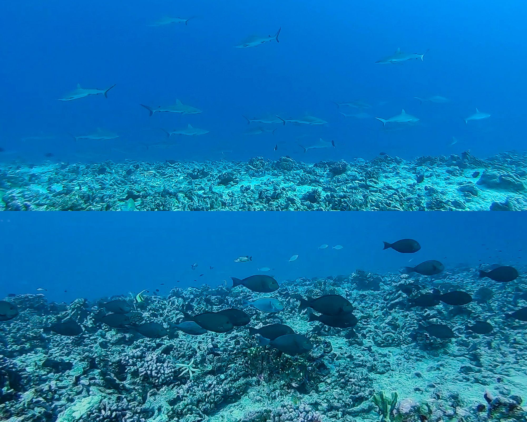 Requins dans la passe Sud