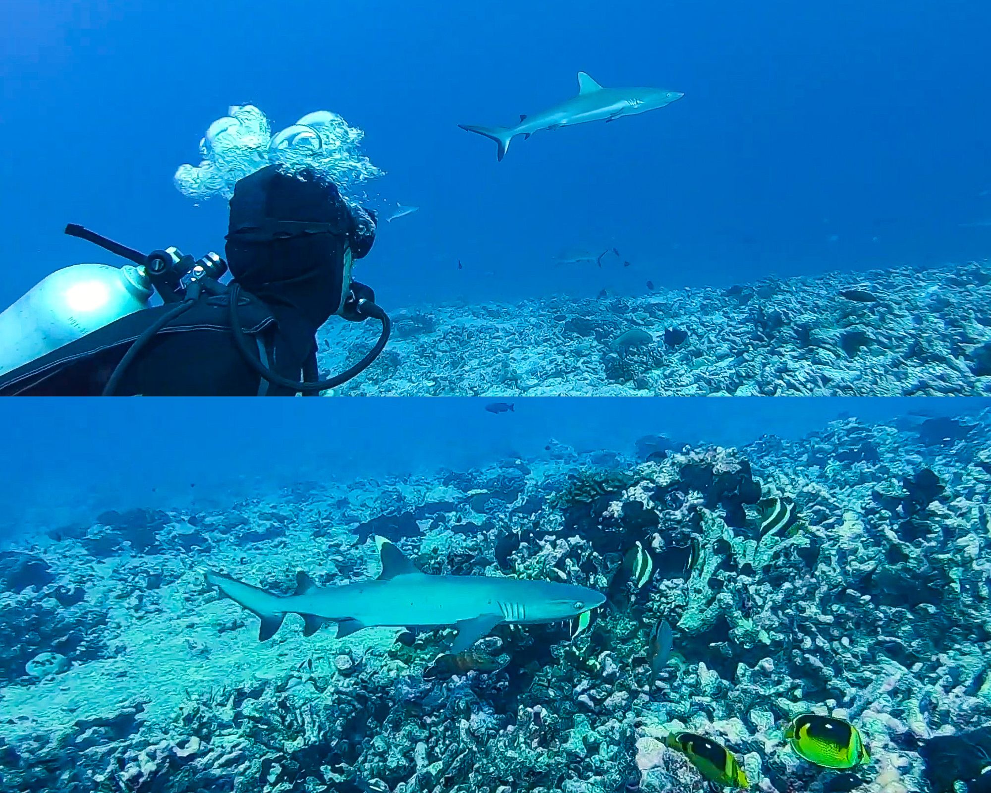 Requins dans la passe Sud