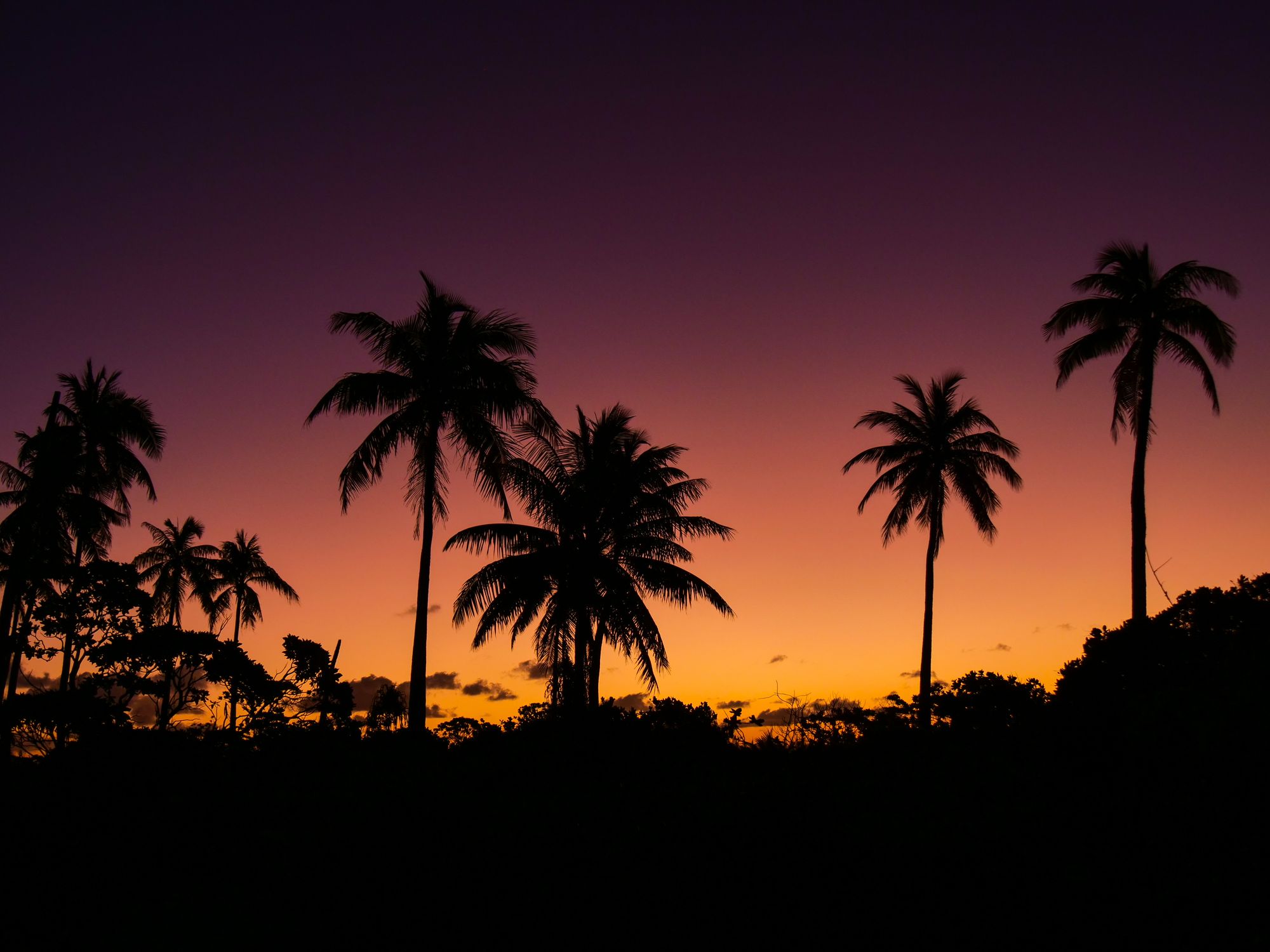Coucher de soleil sur les palmiers de la plage PK19