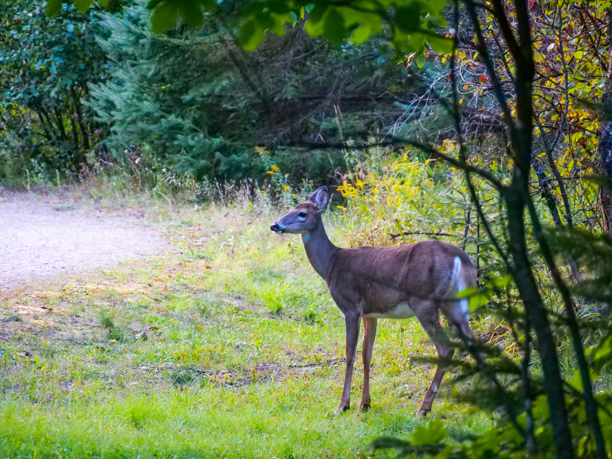 Biche dans la forêt