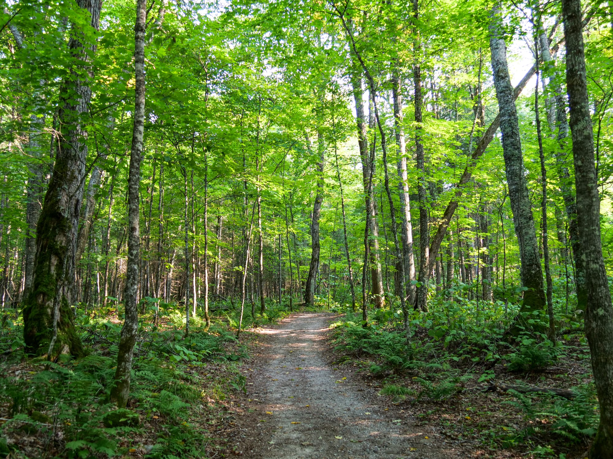 Chemin de forêt