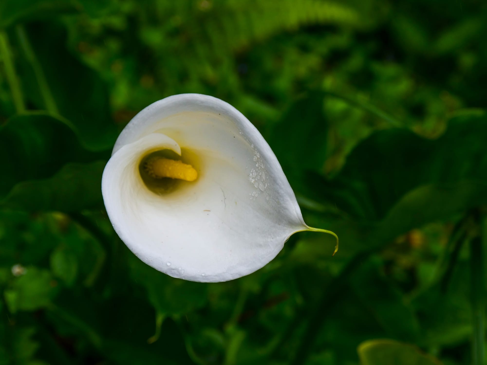 Fleur sauvage dans la jungle autour de Boquete